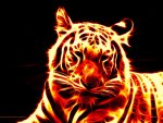 Flame_Tiger_by_zanardo.jpg Flame_Tiger_by_zanardo.jpg